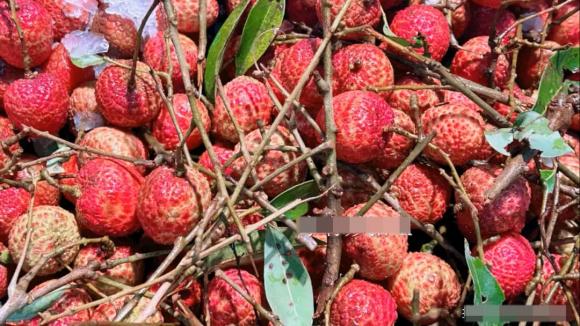 bảo quản, vải thiều