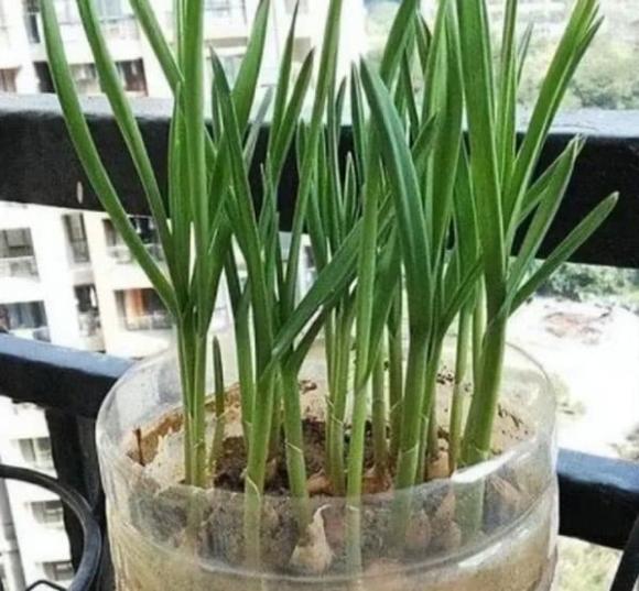 chai dầu, tận dụng chai dầu thừa