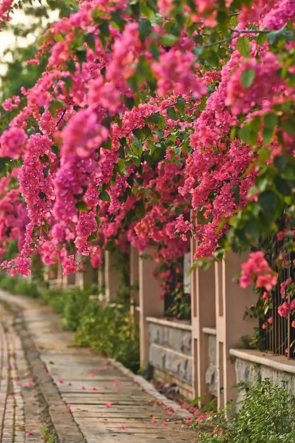 hoa giấy