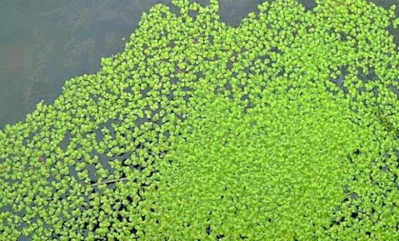 Bèo tấm, water lentils, thực vật thủy sinh, Liên minh châu Âu (EU)