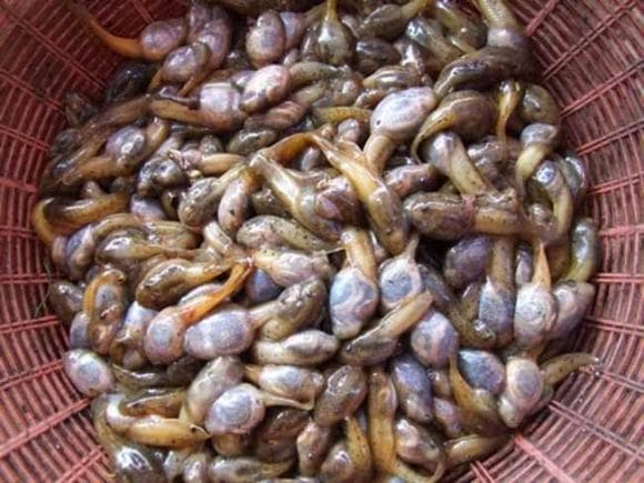 đặc sản, đặc sản thanh hóa, con nòng nọc