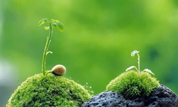 cuộc sống, tình yêu, sống tử tế