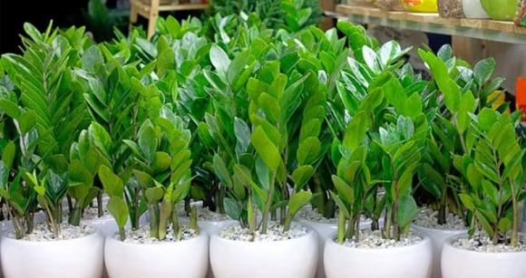 phong thuỷ, nhà ở, cửa chính