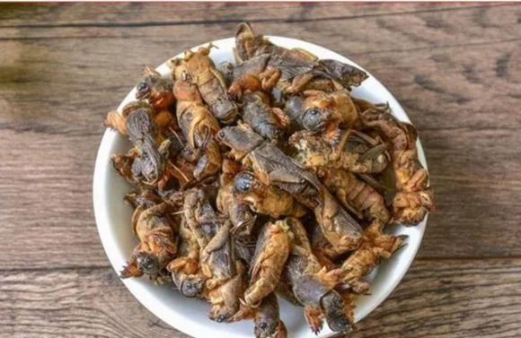 Dế trũi, đặc sản dế trũi