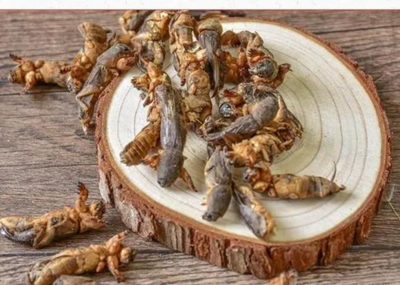 Dế trũi, đặc sản dế trũi