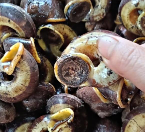 ốc núi đá, ốc xuất hiện vào ban đêm, Ninh Bình