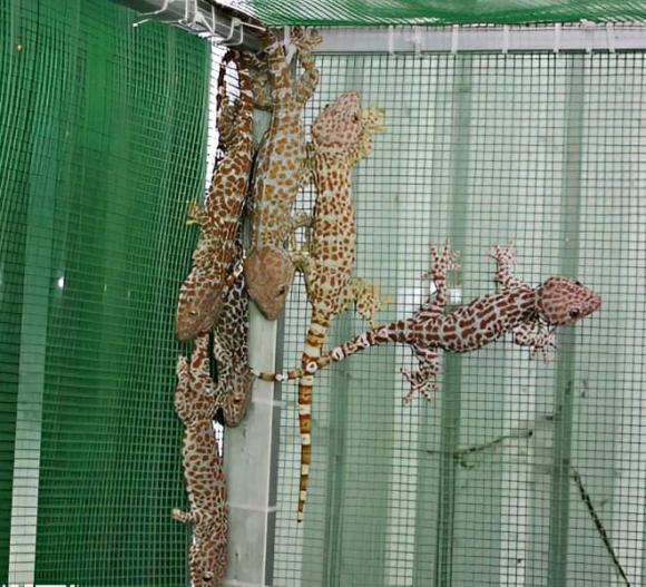 tắc kè, Đắk Lắk, nuôi tắc kè, làm giàu