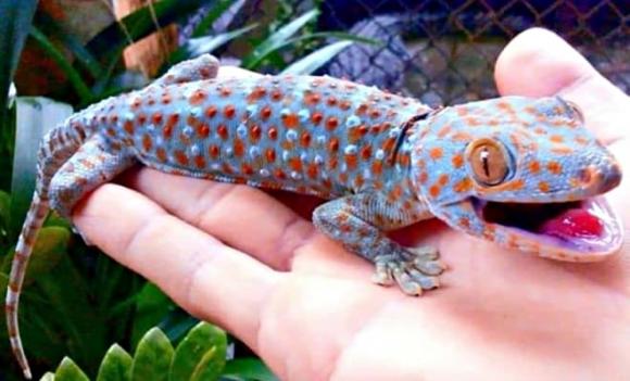 tắc kè, Đắk Lắk, nuôi tắc kè, làm giàu