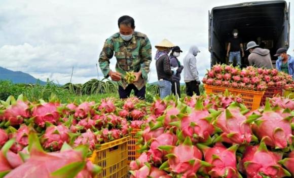 thanh long, “thủ phủ” thanh long, Bình Thuận, văn hóa Champa, ngọn hải đăng cổ nhất Đông Nam Á, sáp nhập