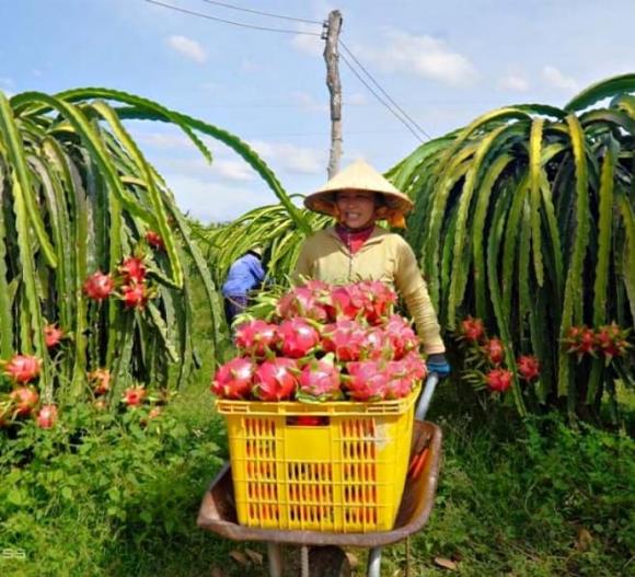 thanh long, “thủ phủ” thanh long, Bình Thuận, văn hóa Champa, ngọn hải đăng cổ nhất Đông Nam Á, sáp nhập