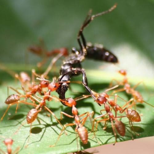 nông dân, trồng bưởi, kiến thức