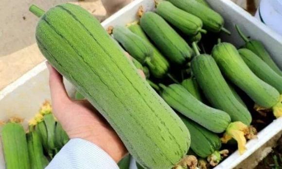 cách chọn mướp ngon, nên mua mướp dài hay ngắn