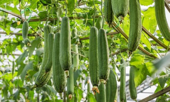 chọn ổi ngon, quả ổi, cách chọn quả ổi