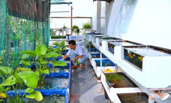Hà Nội, sân thượng, dưa lưới, nuôi cá, cách làm giàu, lập nghiệp