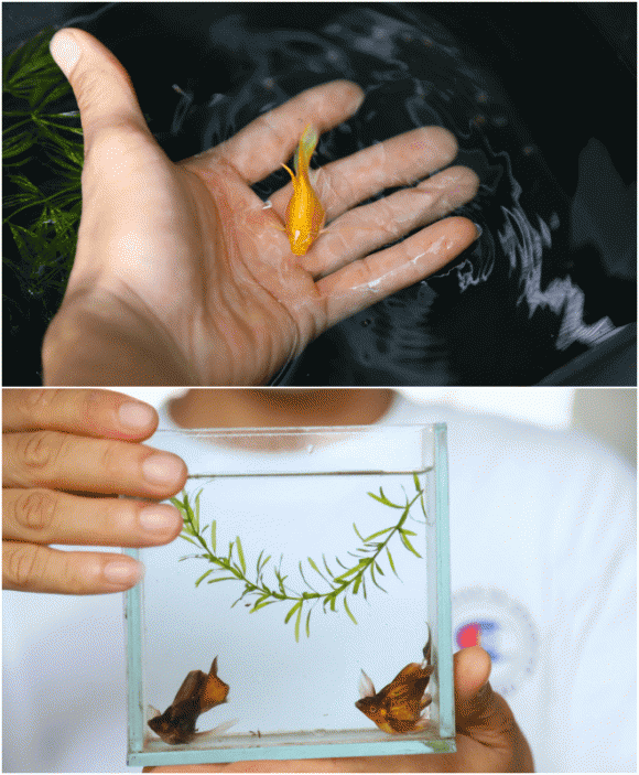 Hà Nội, sân thượng, dưa lưới, nuôi cá, cách làm giàu, lập nghiệp
