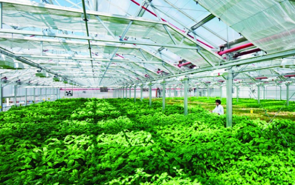 Ngành học có lương hậu hĩnh, ngành Nông nghiệp công nghệ cao