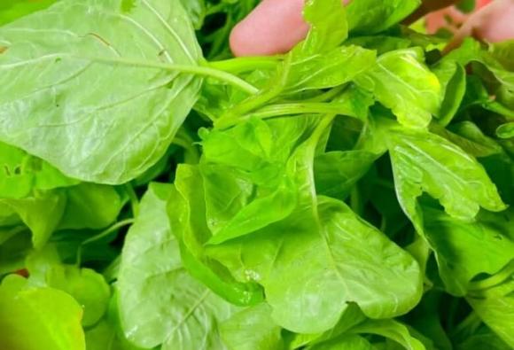 rau mùa hè, rau dền trắng, lợi ích của rau dền trắng 