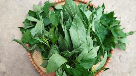 Rau đay, công dụng của rau đay