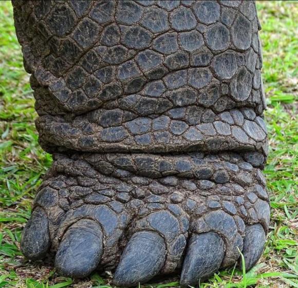 rùa khổng lồ sống lâu nhất thế giới, Aldabra, rùa sống từ thời Càn Long
