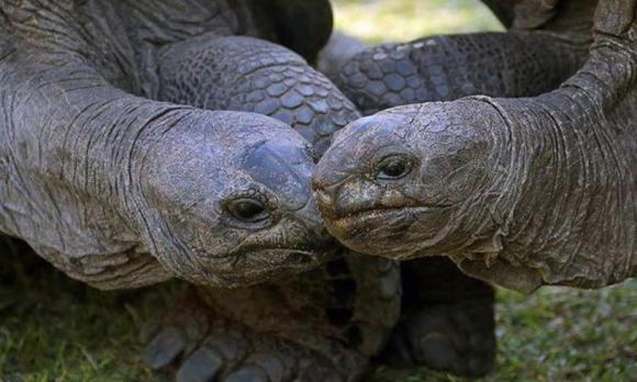 rùa khổng lồ sống lâu nhất thế giới, Aldabra, rùa sống từ thời Càn Long