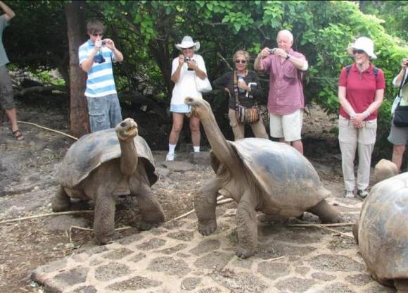 rùa khổng lồ sống lâu nhất thế giới, Aldabra, rùa sống từ thời Càn Long