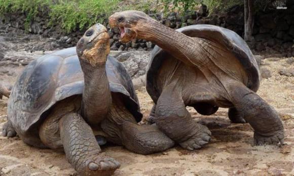 rùa khổng lồ sống lâu nhất thế giới, Aldabra, rùa sống từ thời Càn Long