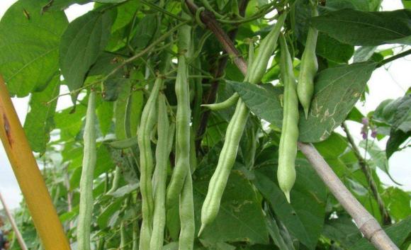 đậu cô ve, rau dền đỏ, bổ sung canxi, thực phẩm giàu canxi