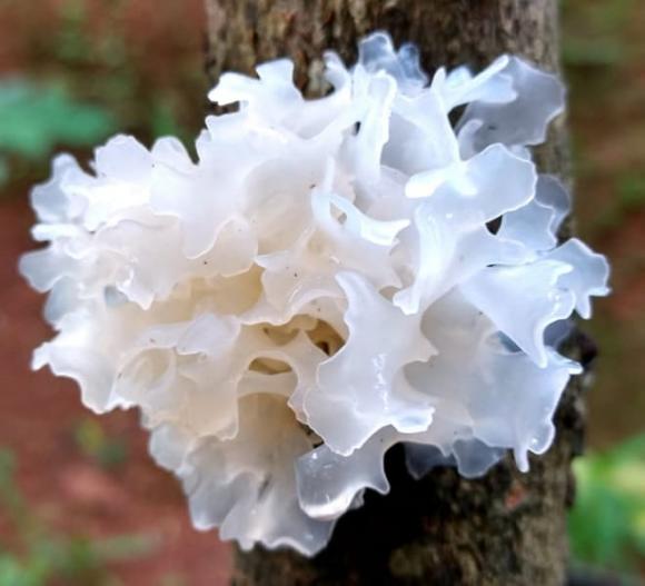 Nấm tuyết, tổ yến của người nghèo, ngân nhĩ, nấm tai mèo, tuyết nhĩ