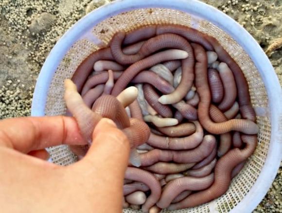 Đặc sản Quảng Ninh, mì chính nhà giàu, sá sùng