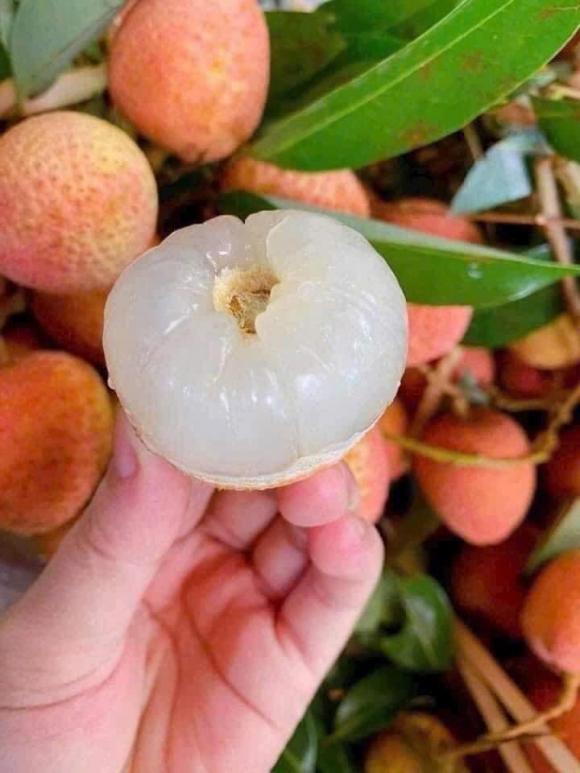 ăn vải, công dụng của ăn vải, sức khỏe