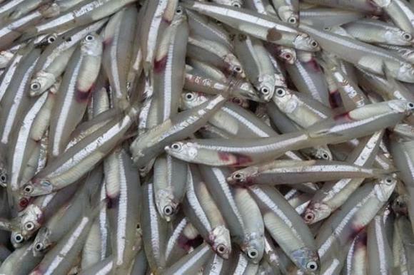 Tác dụng của cá, cá cơm, cá trích