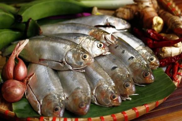 Tác dụng của cá, cá cơm, cá trích