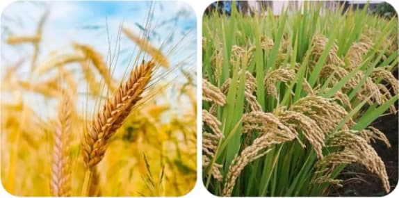 tại sao, kiến thức, lúa mì và gạo, lương thực