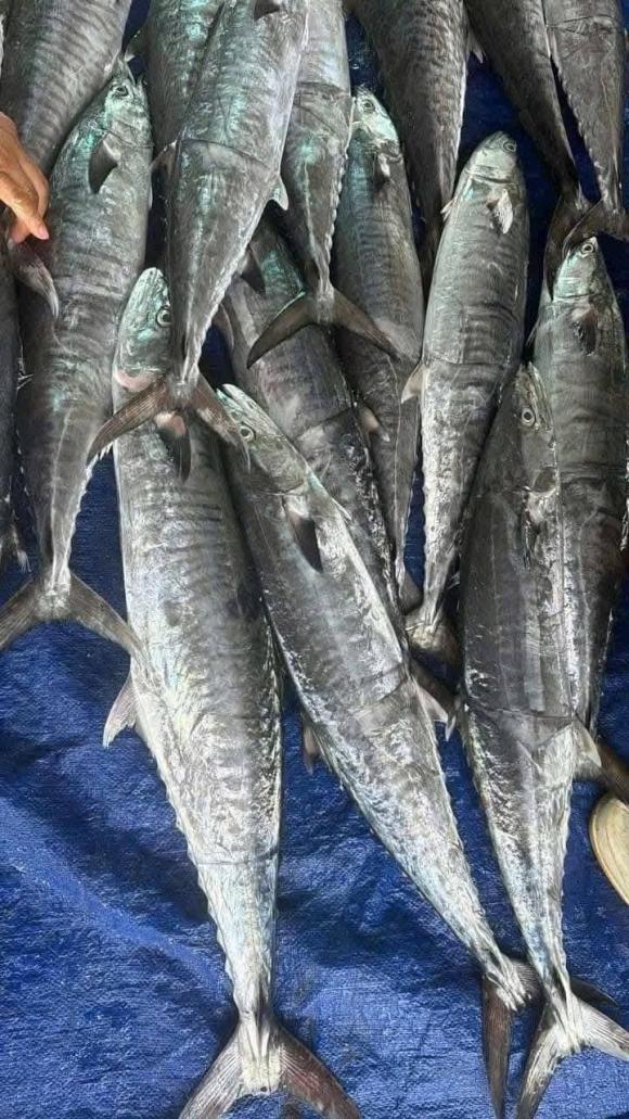 cá hồi, cá thu, sức khỏe