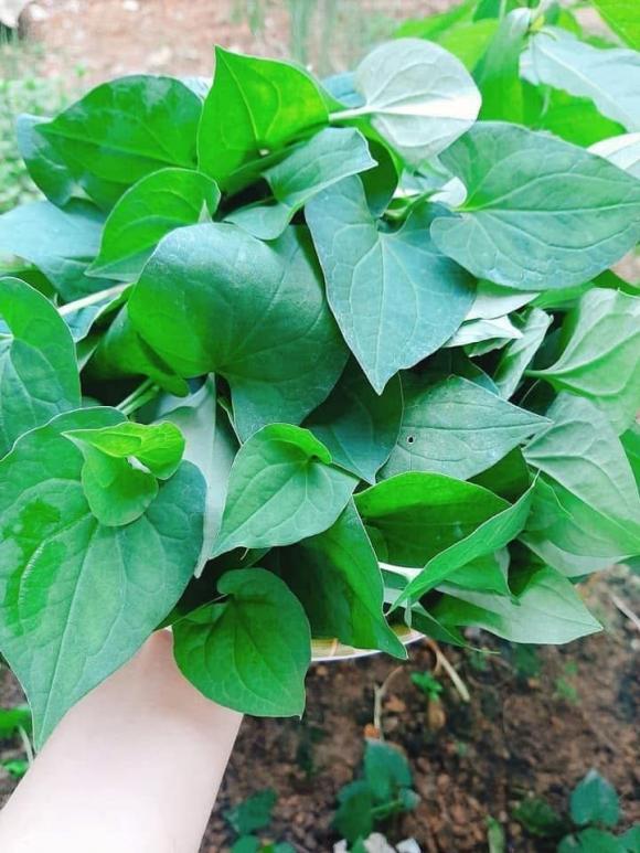  rau diếp cá, ai không uống rau diếp, kiến thức