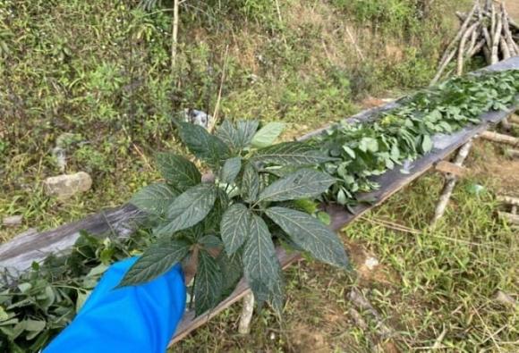 sâm Ngọc Linh, Panax vietnamensis Ha et Grushv, nghề lạ