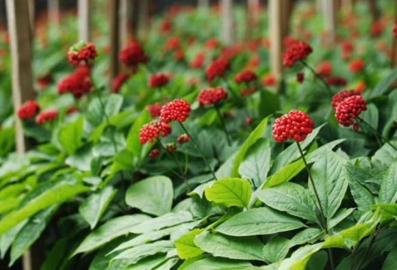sâm Ngọc Linh, Panax vietnamensis Ha et Grushv, nghề lạ
