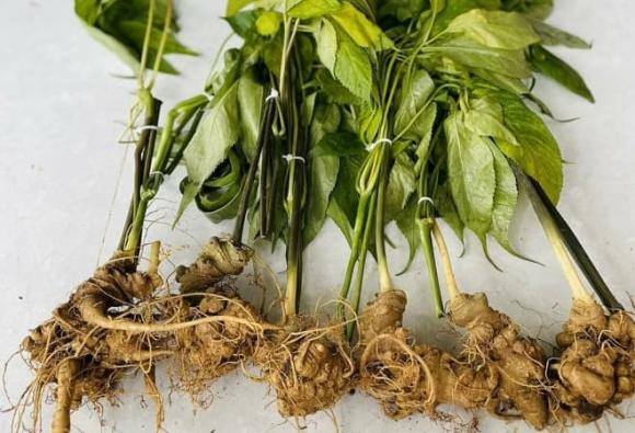 sâm Ngọc Linh, Panax vietnamensis Ha et Grushv, nghề lạ