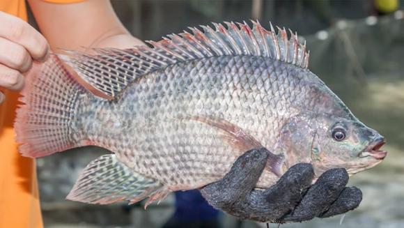 rô phi, phơi khô cá rô phi, kiến thức