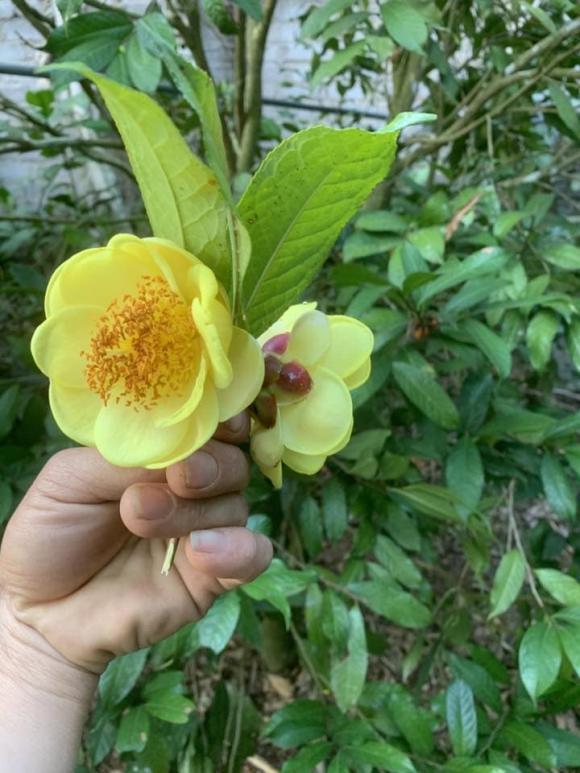 trà hoa vàng, Trung Quốc, vải thiều 