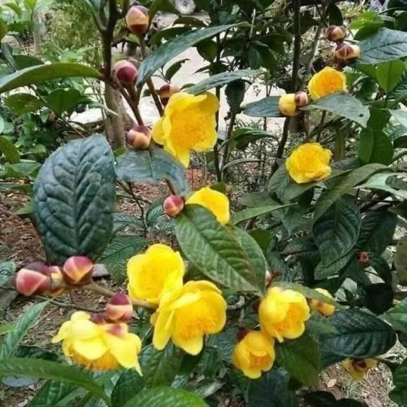 trà hoa vàng, Trung Quốc, vải thiều 