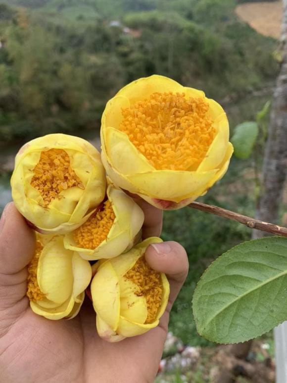 trà hoa vàng, Trung Quốc, vải thiều 