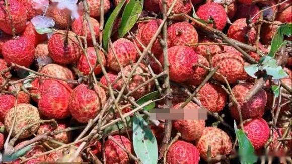 bảo quản vải thiều, bảo quản