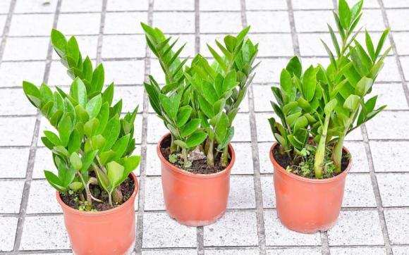 tuổi nào hợp trồng cây kim tiền, cây kim tiền