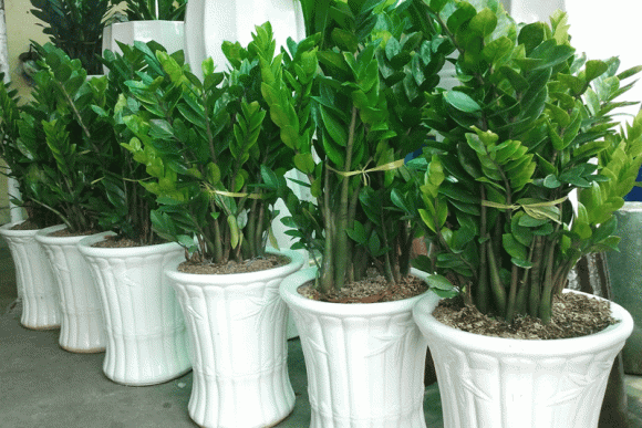tuổi nào hợp trồng cây kim tiền, cây kim tiền