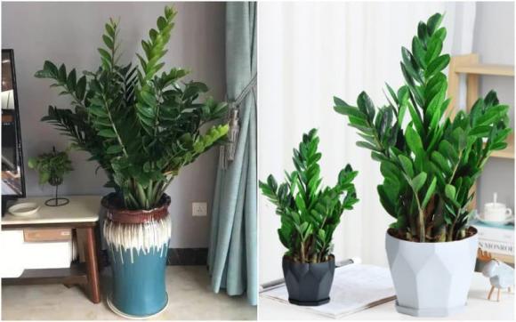 tuổi nào hợp trồng cây kim tiền, cây kim tiền