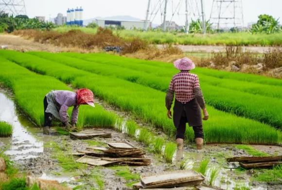 trồng lúa, gieo mạ-cấy lúa, nông nghiệp