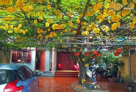 trồng cây, trồng cây giữ phúc, kiến thức