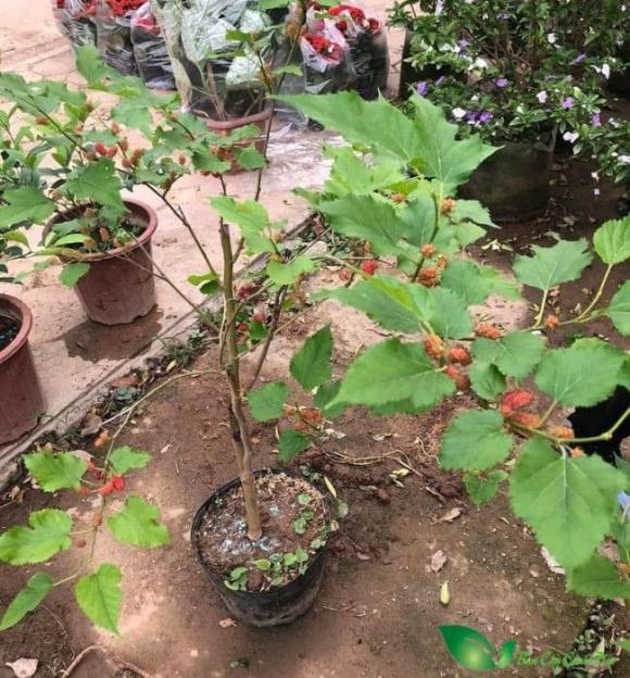 Cây phong thuỷ, cây dâu tằm