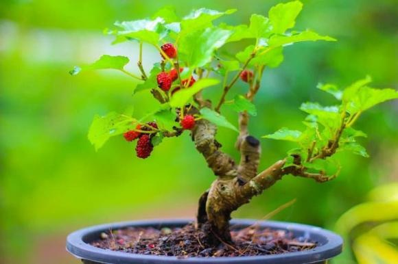 Cây phong thuỷ, cây dâu tằm